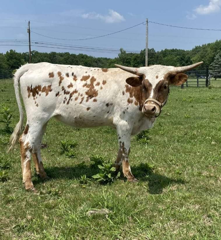Longhorn Show Coming to Belmont County Fairgrounds News, Sports, Jobs